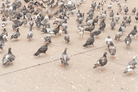 Pigeons in the city. A flock of pigeons.の写真素材