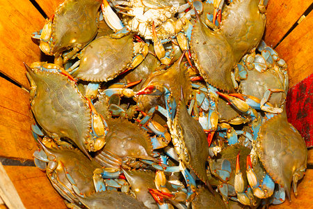 Blue crabs in the market. Close up of fresh blue crabs.の写真素材