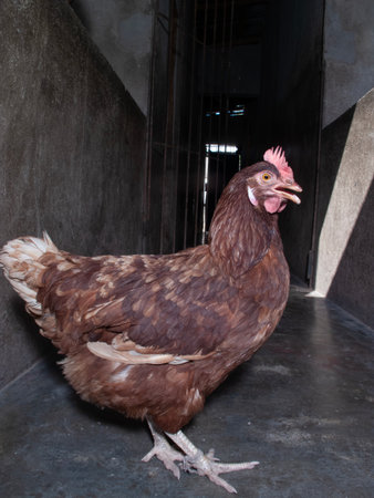 brown hen in the henhouse, close-up of a henの写真素材