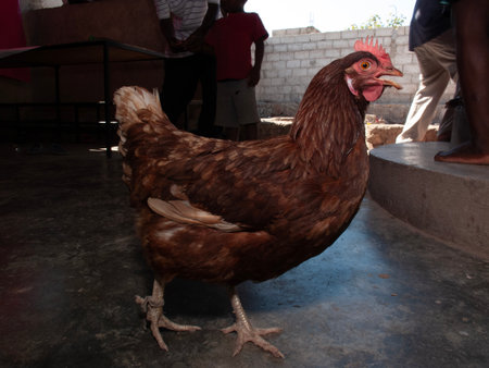chicken in a farm on the island of Zanzibarの写真素材