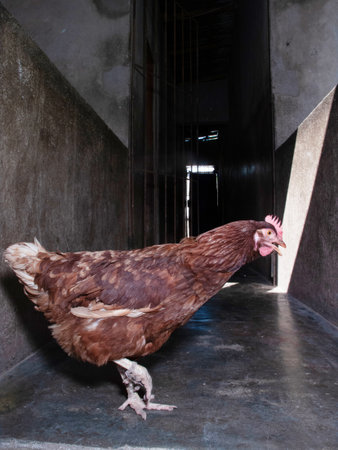 chickens in a henhouse, close-up, portraitの写真素材