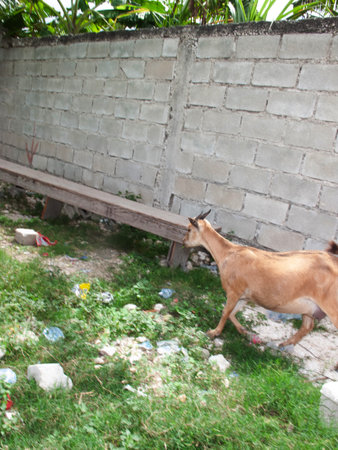 Goat on the street in the village. Animal in the village.の写真素材