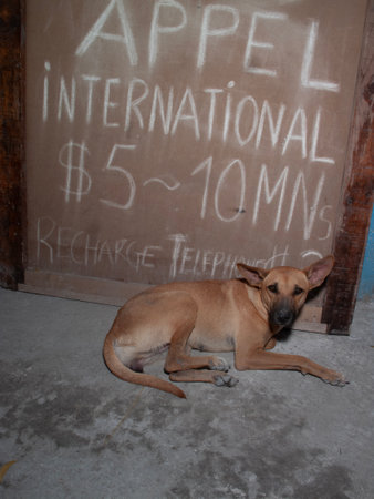 The dog is sitting in front of the inscription on the wall.の写真素材