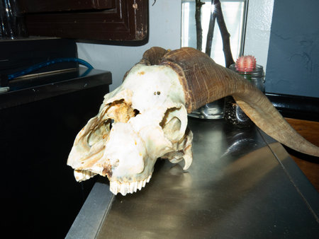 Skull of a goat with horns on the table, closeup of photoの写真素材