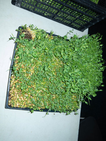 Microgreens grown in a plastic box, closeup of photoの写真素材