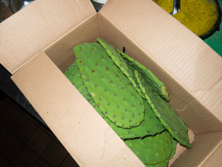 Opuntia cactus in a cardboard box on a kitchen tableの写真素材