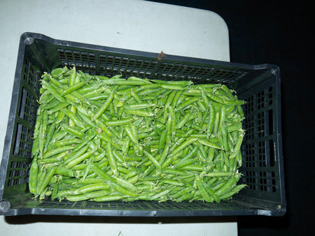 Green beans in a basket on a black background. Organic food.の写真素材