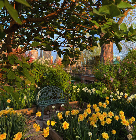 Daffodils and daffodils blooming in the spring gardenの写真素材