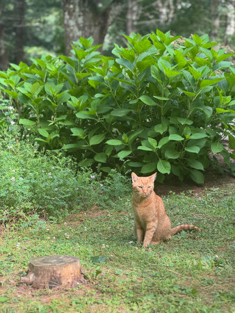 red cat on the green grass in the garden at thailand.の写真素材
