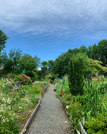 Garden path with flowers and green plants under blue sky in summerの写真素材