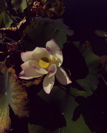 Lotus flower in the pond. The beauty of the nature.の写真素材