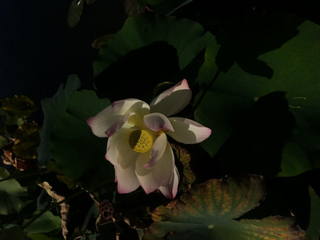 Lotus flower and Lotus flower plants in the pond at night.の写真素材