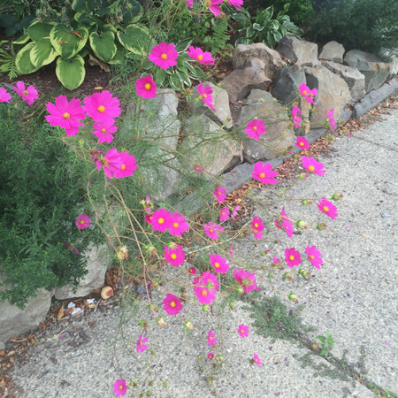Pink cosmos flowers blooming in the garden with rock wall background.の写真素材