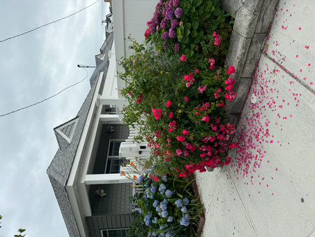 Colorful hydrangea flowers on the wall of a buildingの写真素材