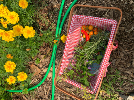 Gardening tools and vegetables in the garden on a sunny dayの写真素材
