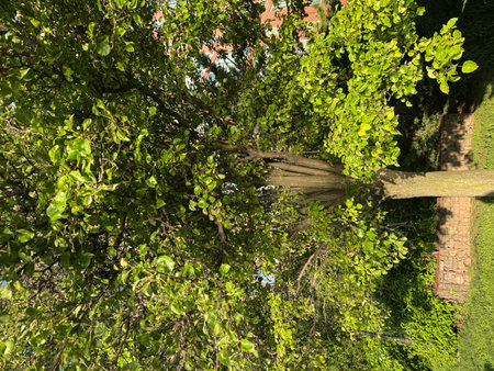 Tree with green leaves in the city park in sunny summer day.の写真素材