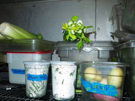 vegetable preservation in the refrigerator in the kitchen of the houseの写真素材