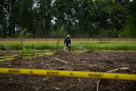A female volunteer works in a field of cut down trees after a forest fireの写真素材