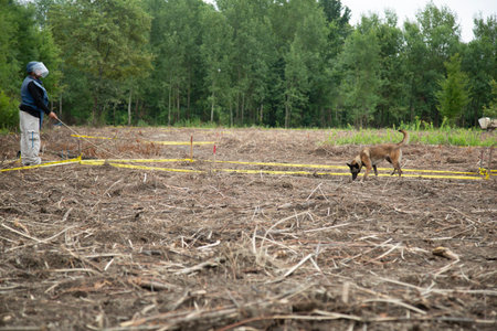 A man and a dog are training in the field. Dog trainingの写真素材