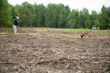 Sugar cane farmers are cutting sugarcane in the field.の写真素材