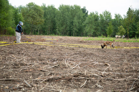 A man and a dog in a field of stubble after a fireの写真素材