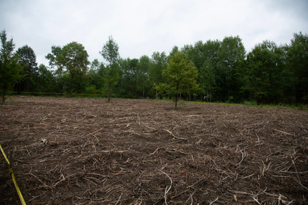 Dry grass in the field after a forest fire. Nature backgroundの写真素材