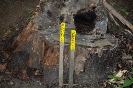 Stump in the forest with a yellow warning tape. Conceptual photo of danger.の写真素材
