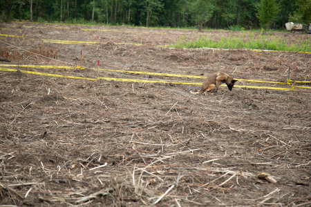 German shepherd dog in a field during the training of rescue dogs.の写真素材