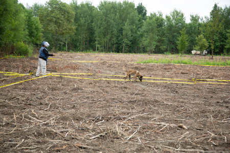 Unidentified volunteer works with a dog in the field.の写真素材