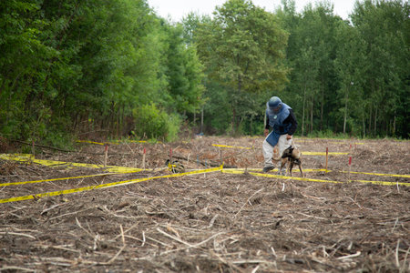 Rear view of a boy playing with a dog in the forestの写真素材
