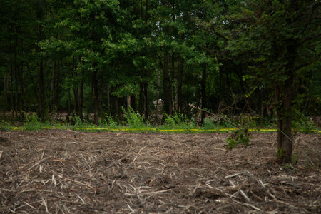 Forest with trees and grass in the summerの写真素材