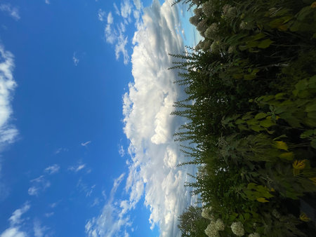 blue sky with white clouds and green leaves, closeup of photoの写真素材