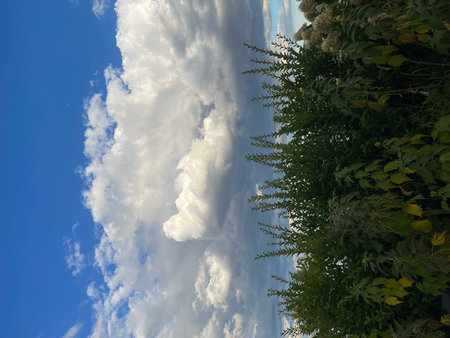 Clouds in the blue sky and green trees. Nature background.の写真素材