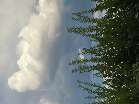 Clouds in the blue sky and green leaves of a tree.の写真素材