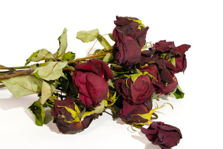 Dried roses on a white background, isolated. Studio photography.の写真素材