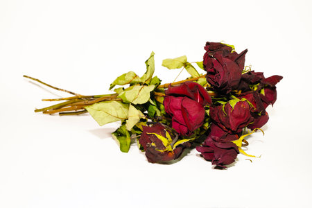 Dried roses on a white background, close-up, isolatedの写真素材