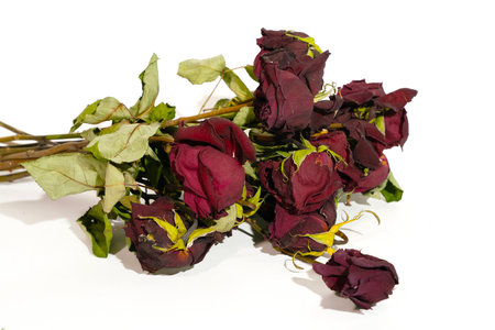 Dried roses on a white background. Bouquet of dried flowers.の写真素材