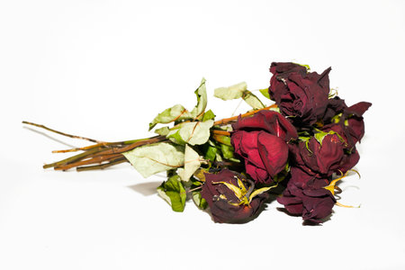 dried roses on a white background. studio shot. isolated.の写真素材