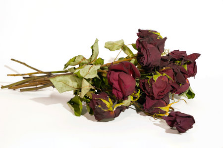 Dried roses on a white background.の写真素材