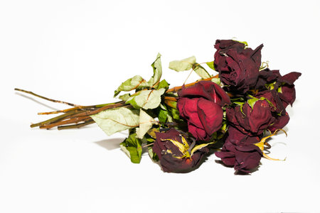 dried roses on a white background. studio shot. isolated.の写真素材