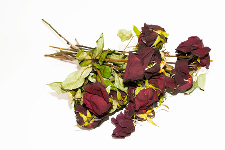 Dried roses on a white background. Dried roses on a white background.の写真素材
