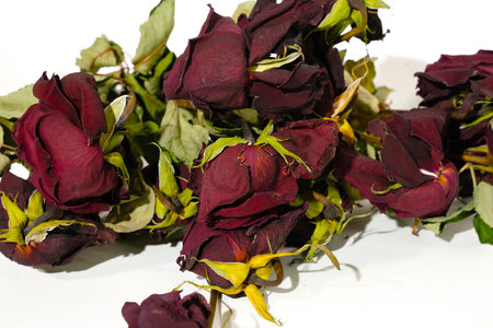 Dried roses on a white background, studio shot, close-upの写真素材