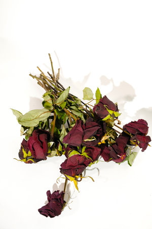 Dried roses on a white background. Bouquet of dried flowers.の写真素材
