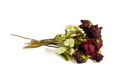 dried roses on a white background. dried flowers on a white backgroundの写真素材