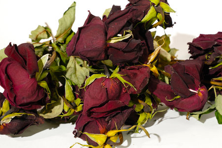 Dried roses on a white background. A bouquet of dried flowers.の写真素材