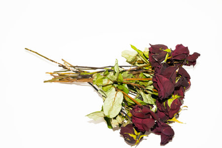 dried roses on a white background. studio shot. isolated.の写真素材