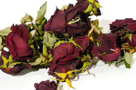 dried roses on a white background. studio shot. dried flowersの写真素材