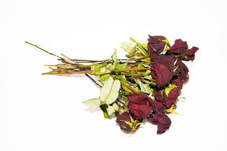 dried rose petals isolated on white background with clipping path.の写真素材