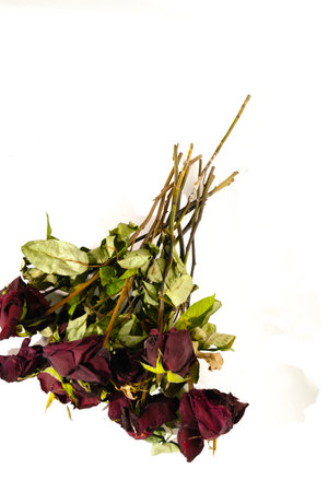 Dried roses on a white background. Bouquet of dried flowers.の写真素材