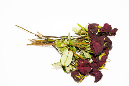 Dried roses on a white background, dried flowers on a white backgroundの写真素材